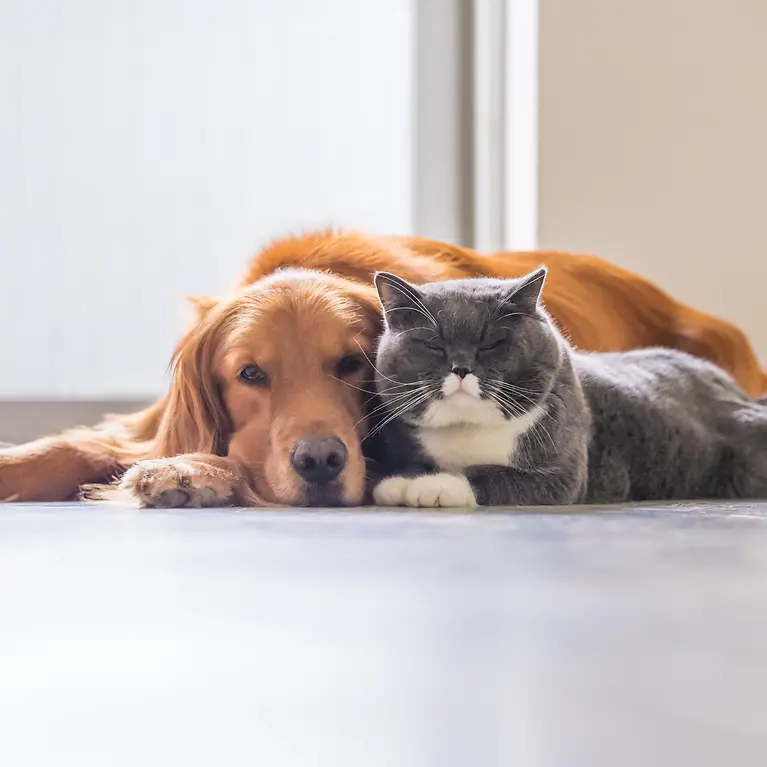 iStock-1027475322