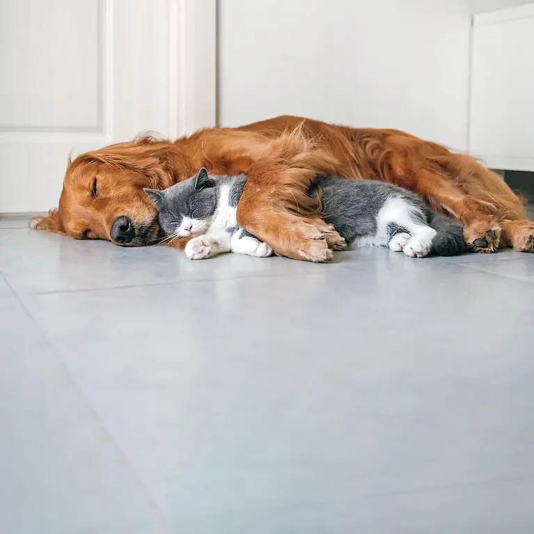 Hund und Katze kuscheln auf dem Boden