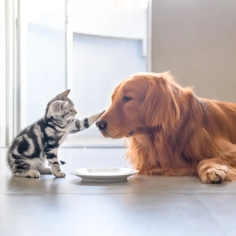 Hund und Katze kuscheln vor einem Fressnapf